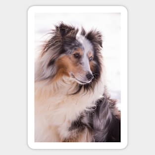 Shetland Sheepdog Portrait Sticker